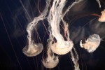 jellyfish-10789611920