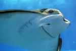 stingray-33991121920
