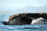 Portugalsko, Azorské ostrovy, Pico - WHALE´COME AO PICO - Pozorování velryb