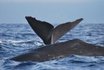 Portugalsko, Azorské ostrovy, Pico - WHALE´COME AO PICO - Pozorování velryb