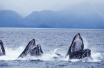 Portugalsko, Azorské ostrovy, Pico - WHALE´COME AO PICO - Pozorování velryb