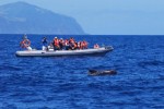Portugalsko, Azorské ostrovy, Pico - WHALE´COME AO PICO - Pozorování velryb