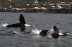 Portugalsko, Azorské ostrovy, Pico - WHALE´COME AO PICO - Pozorování velryb