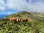 Hotel Azorské ostrovy - São Miguel a Flores – pěší turistika v květinovém ráji dovolená