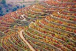winery-1357947_1280