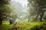 Madeira_les_Fanal_pruvodkyne_1_Radynacestu_foto_Pavel_Spurek.jpg