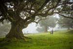 Madeira_les_Fanal_pruvodkyne_2_Radynacestu_foto_Pavel_Spurek.jpg