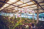 zahrada_orchideji_madeira_spurek (2).jpg