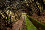 Landscape od Madeira Island Levada