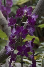 Hotel Mezinárodní výstava orchidejí a čokoládovna Heindl dovolená