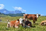 Krávy na horské pláni - zájezdy dp Rakouska