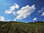 Vinice