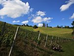 Vinice