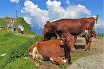 Kitzbühelské Alpy - zájezd s pohodovou turistikou lanovkami (3)