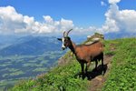 Kitzbühelské Alpy - zájezd s pohodovou turistikou lanovkami (4)