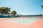 Tenis