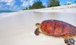 Seychely, Bird Island - Bird Island Lodge - ZELVA