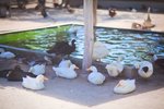 Fauna v hotelu