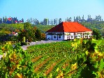 Slovinsko, Podrávsko, Maribor - Ze slovinského Toskánska k vinicím u Jadranu