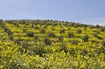 Hotel Španělsko - Andalusie, památky Unesco dovolená