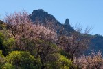 Gran Canaria Tejeda mandloň.jpg
