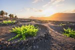 Vinice na Lanzarote