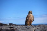 Hotel Pěší turistika na ostrově La Palma dovolená
