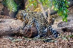 Tenerife_Puerto_de_La_Cruz_Loro_parque_leopard_mlade.jpg