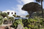 Tenerife dračí strom