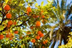 Hotel Valencie -  pobřeží pomerančového květu dovolená