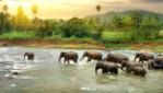 Srí Lanka, Srí Lanka, Colombo - Srí Lanka 55+