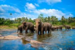 Srí Lanka, Srí Lanka, Sigiriya - JETWING VIL UYANA
