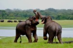 Srí Lanka, Srí Lanka, Západní pobřeží, Kalutara - Okruh střední a jižní Srí Lankou/Kalutara