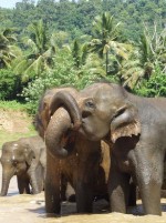 Srí Lanka - Srílanské delikatesy