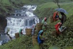 Srí Lanka, Vnitrozemí, Tea Country - THE FIRS