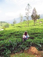 Srí Lanka - Zeleným rájem Srí Lanky