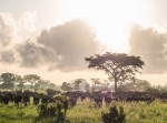 safari saadani