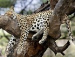 Tanzánie - Safari v srdci divočiny