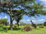 Hotel Safari a migrace v NP Tanzanie a Zanzibar dovolená
