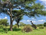 Hotel Safari a migrace v NP Tanzanie a Zanzibar dovolená