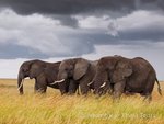 Hotel Safari a migrace v NP Tanzanie a Zanzibar dovolená