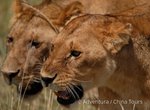 Hotel Safari a migrace v NP Tanzanie a Zanzibar dovolená