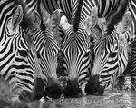Hotel Safari a migrace v NP Tanzanie a Zanzibar dovolená