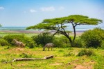 Hotel Safari v Tanzanii a exotický Zanzibar dovolená