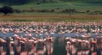 (Tanzánie, Vnitrozemí) - NGORONGORO CRATER LODGE