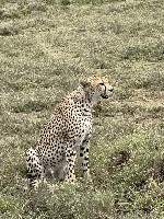 Hotel Luxusní safari v srdci velké migrace pakoňů a Zanzibar dovolená