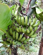 (Thajsko, Bankok a okolí, Bangkok) - BANGKOK PALACE HOTEL , BANGKOK;WEEKENDER RESORT , KO SAMUI;KOH TAO MONTRA 