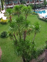 Hotel Bangkok - Pattaya - Ko Samui (BANGKOK PALACE HOTEL + LONG BEACH GARDEN HOTEL + CHAWENG REGENT BEACH) dovolená