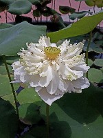 Hotel Bangkok - Phuket - Ko Lanta (BANGKOK PALACE HOTEL + KATATHANI RESORT + LAYANA RESORT) dovolená