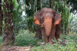 Slon v NP Khao Sok